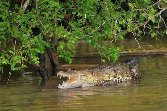 Crocodylus moreleti - Morelets crocodile